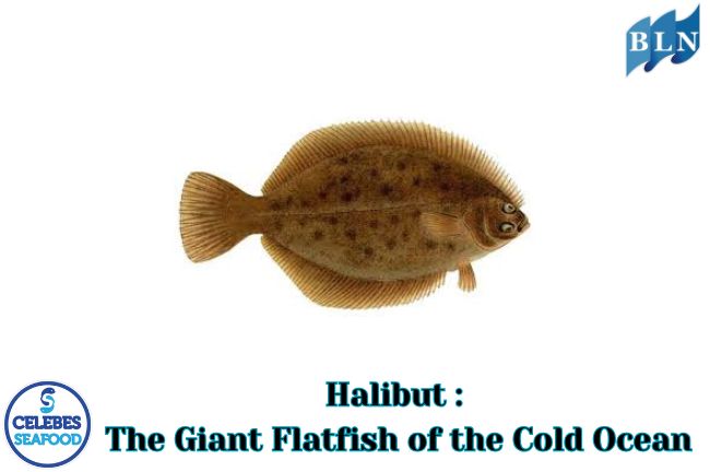 Halibut: The Giant Flatfish of the Cold Ocean